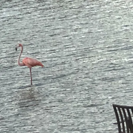Lake Front Apartment